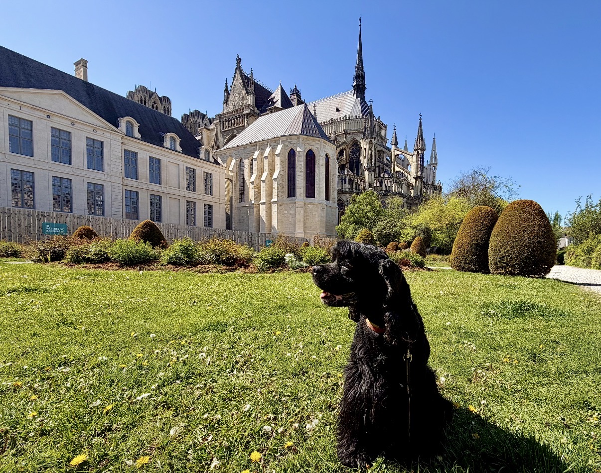 Walking your dog in Reims