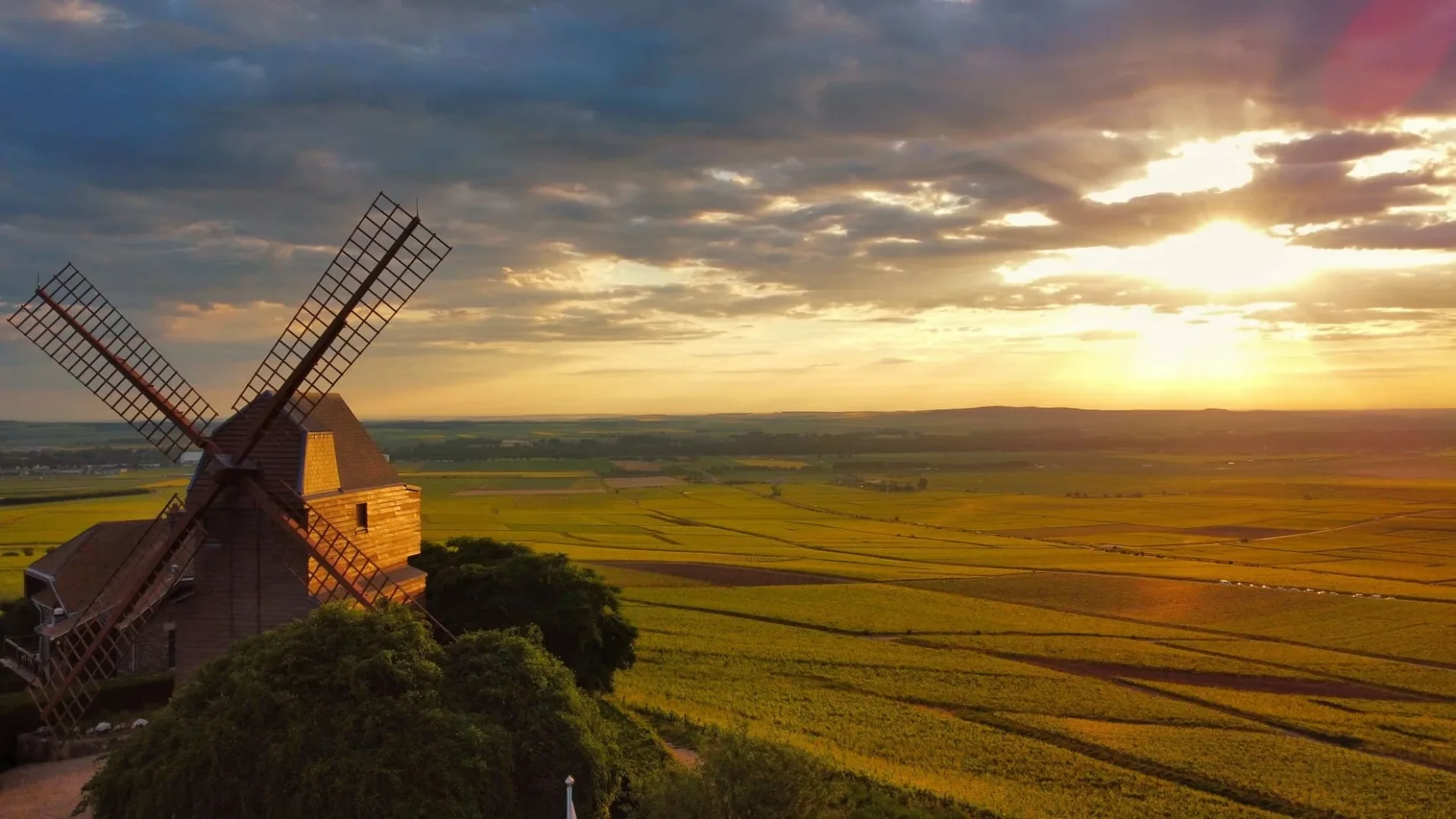 Le Moulin de Verzenay au milieu des rangs de vigne